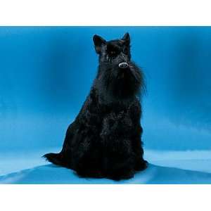 Large Sitting Schnauzer Dog Ears Up Collectible Figurine Model Statue 