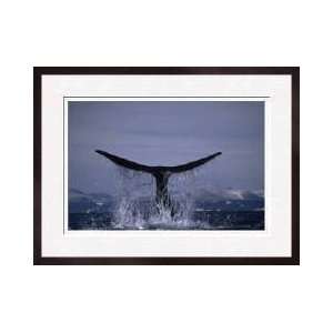  Bowhead Whale Slaps Tail Framed Giclee Print