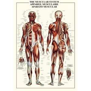  Muscular System Poster Laminated