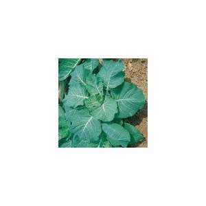  Collards Georgia Seeds Patio, Lawn & Garden