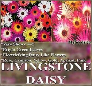 LIVINGSTONE DAISY MIX Flower Seeds ~SHOWY magnificent colors ~ ONLY 6 