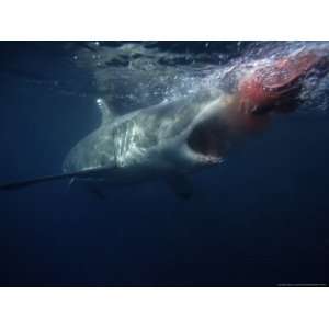  Great White Shark, Attacking Bait, South Australia Premium 
