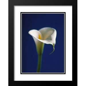   Double Matted Print 33x41 Arum Lily, White On Blue
