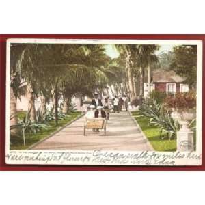  Postcard Vintage Grounds of The Royal Poinciana Palm Beach 