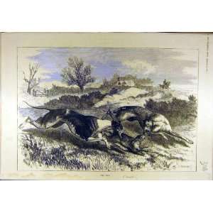  1881 Coursing Hounds Rabbit Kill Sargent Sport Print