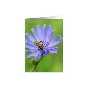  Bee On Chicory Flower Photo Blank Note Card Card Health 