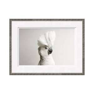 Umbrella Cockatoo Framed Giclee Print 