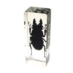  Ed Speldy East PW301 Real Bug Paperweight Regular Large 
