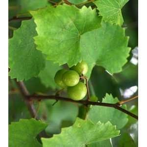  3 muscadine grape vine roots Patio, Lawn & Garden