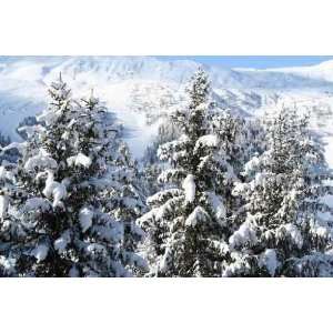  Montagne Pin Sapin Neige   Peel and Stick Wall Decal by 