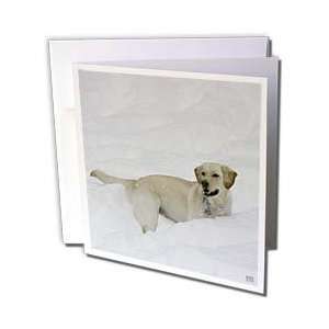   Park, Manhattan, New York   Greeting Cards 6 Greeting Cards with