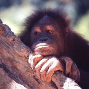  Orangutans in Captivity, Sandakan, Soabah, and Malasia 