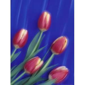  Tulips and Blue Pastel Design, Sammamish, Washington, USA 