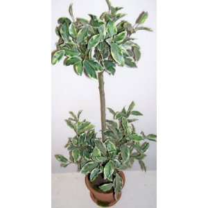 28 Double Ball Ficus Topiary 