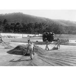  early 1900s photo Salvador. La Joya, piling dried coffee 