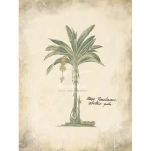  Annabel Hewitt   Plantain Palm Size 16x12 by Annabel 