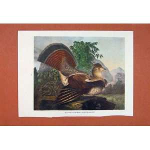 Ruffed Grouse Pheasant Color Fine Art Old Print Antique