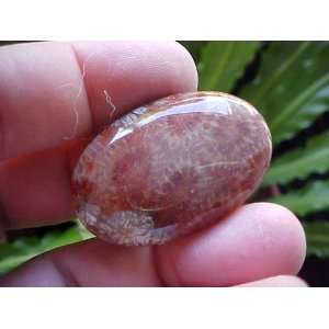   Coral Fossil Agate Loose Oval Cabochon Large  