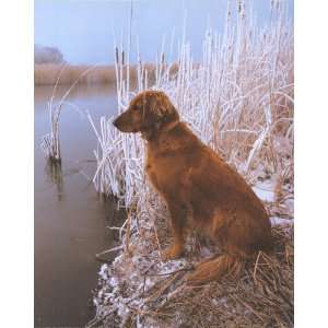  Daniel Cox Golden Retriever in Snow (1987)   Photography 