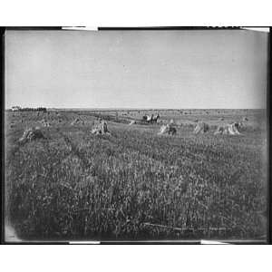  A Harvest field,Brookings,S.D.
