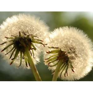  Close Up of Two Dandelions, Arlington, Massachusetts, USA 