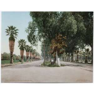    Reprint Magnolia Avenue, Riverside, California 1903
