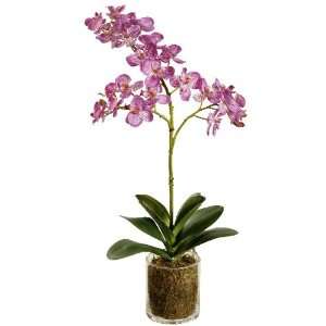   Phalaenopsis Orchid Plant in Moss/Glass, Sale