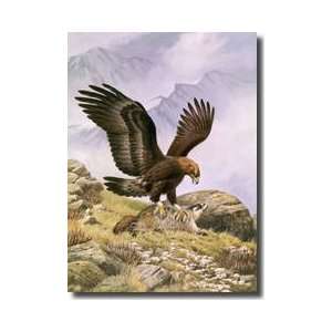   Its Talons Into A Frightened Hoary Marmot Giclee Print