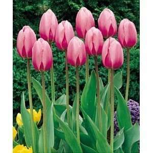  5 bulbs tulip pink impression fall planting from holland 
