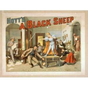  Poster Hoyts A black sheep 1894