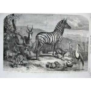   1861 Zoological Animals Zebra Rehbok Hyrax Crane Hen