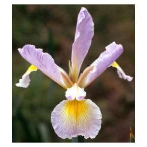  Iris   Spuria   Touch of Lace Patio, Lawn & Garden