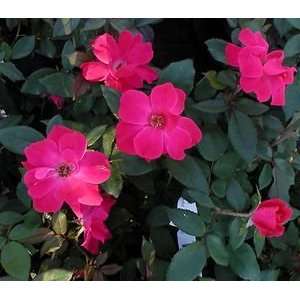  ROSE KNOCK OUT ORIGINAL / 1 gallon Potted Patio, Lawn 