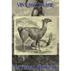   Fridge Magnet Vintage Natural History Image Llama