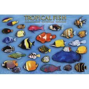 Tropical Fish   Poster (36x24)