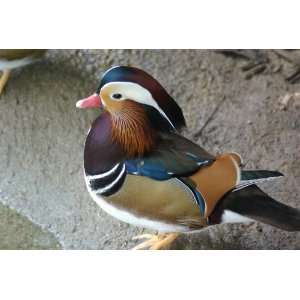  Mandarin Duck Taxidermy Photo Reference CD Sports 