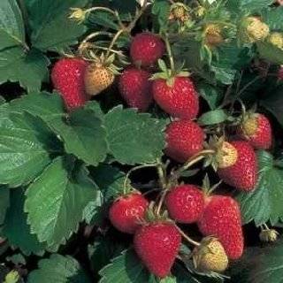 100 ALPINE STRAWBERRY Fragaria Vesca Fruit Berry Seeds