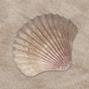  Sea Shell Stickers Arts, Crafts & Sewing