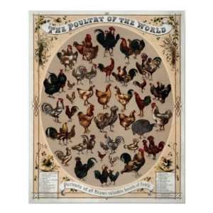  The poultry of the world Print