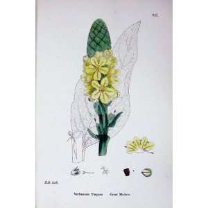  Botany Plants C1902 Great Mullein Verbascum Thapsus