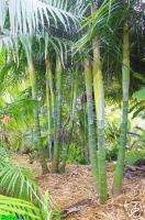 COLORFUL Sugar Cane Palm HUGE 2 Feet+ tall LIVE Plant  
