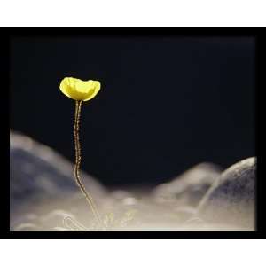  National Geographic, Arctic Poppy, 8 x 10 Poster Print 
