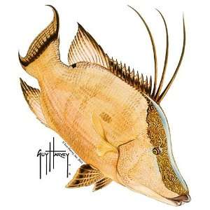  Guy Harvey Hogfish Decal WHITE