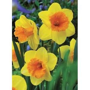  4u2 Trumpet Daffodil 5 Bulbs   Yellow and Orange   NEW 