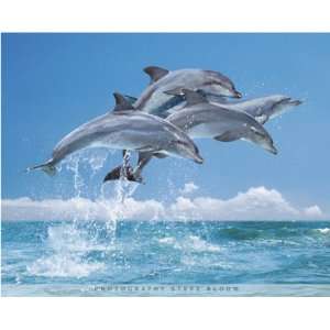  LAMINATED Four Dolphins Bloom 20 x 16 (50 x 40cm) MINI 