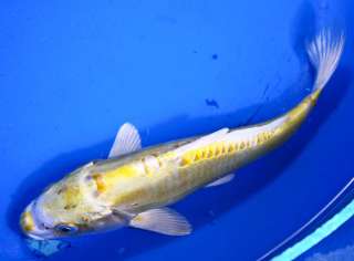 DOITSU LEMON HARIWAKE Standard Fin Live Koi fish pond garden single 