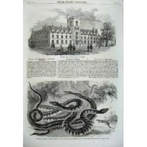  1860 Agricultural College Cirencester Australian Snakes 