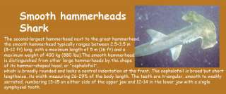 HAMMERHEAD SHARKS choco egg figure Japan gift ANIMAL 7F  