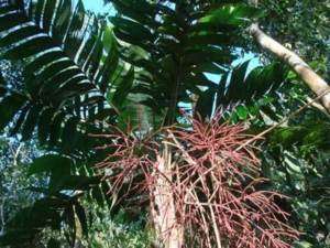 Geonoma interrupta Palm 10 seeds  