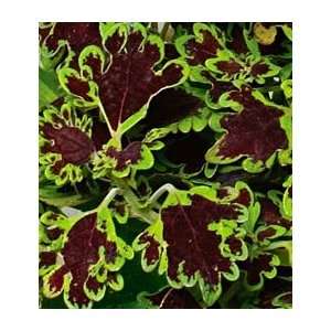  Coleus Inky Fingers Patio, Lawn & Garden